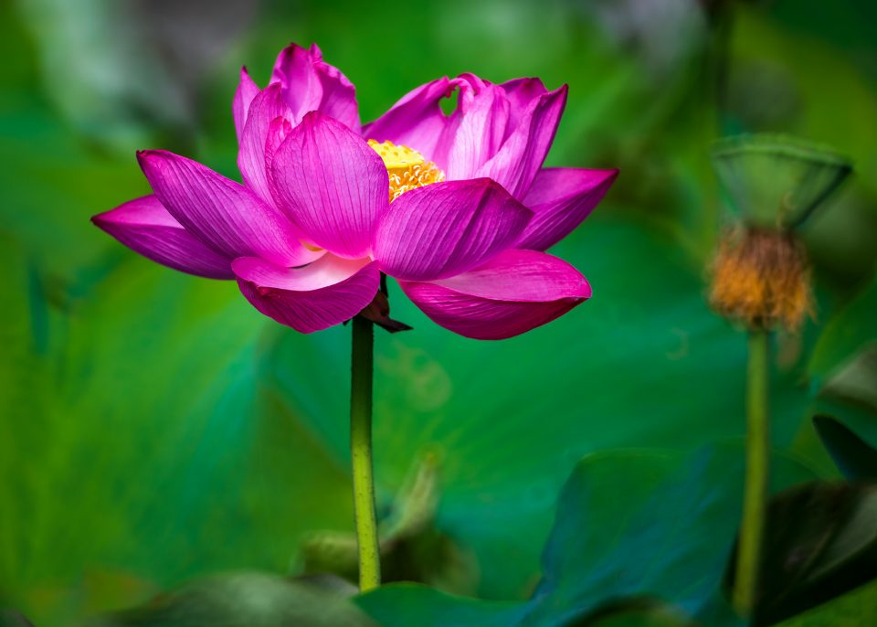 Santé & accompagnement